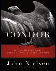 Condor Read online